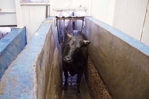 Denuncian ante PGR a rastro  por uso de “sales milagrosas” 