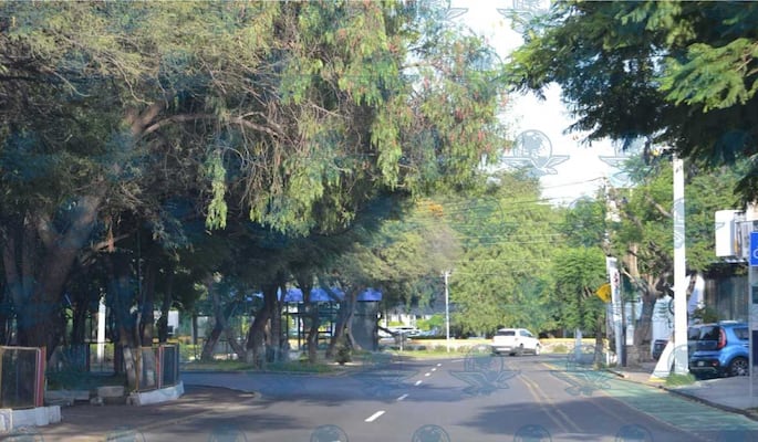 Reponer un árbol en Querétaro puede costar hasta 20 mil pesos por ejemplar