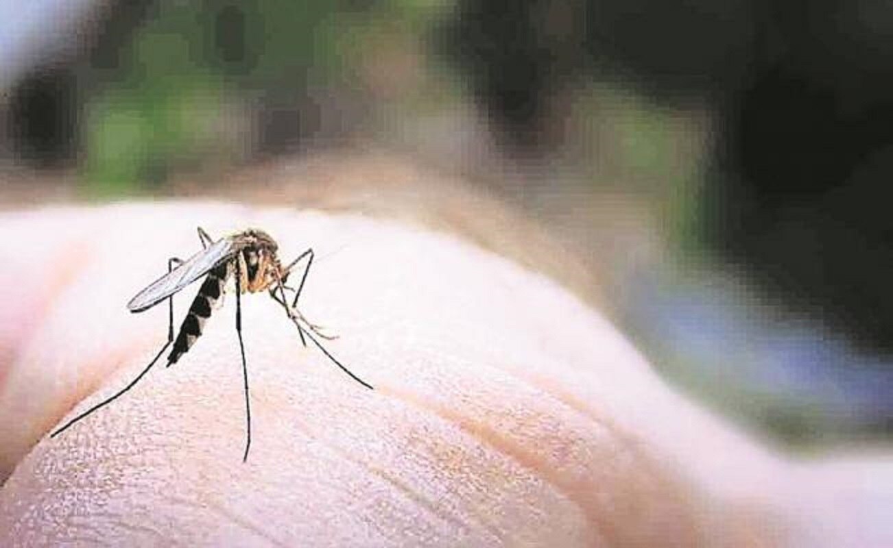 Medicamento contra pulgas en mascotas podría prevenir zika