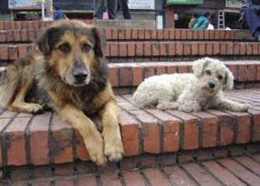 Reciben a perritos sin hogar