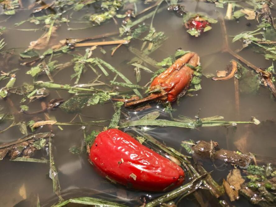 En la tierra se pueden ver los estragos que dejó la granizada del martes por la tarde, en el suelo los chiles, incluso, están partidos
