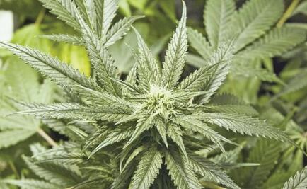 Aumenta 8.6% el consumo de marihuana en México