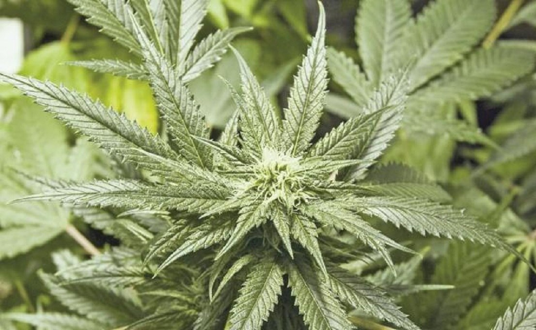 Es la droga ilegal de preferencia, pues en los últimos 28 años, el consumo (alguna vez en la vida) de esta planta aumentó de 3 a 8.6 por ciento (Foto: Archivo EL UNIVERSAL)