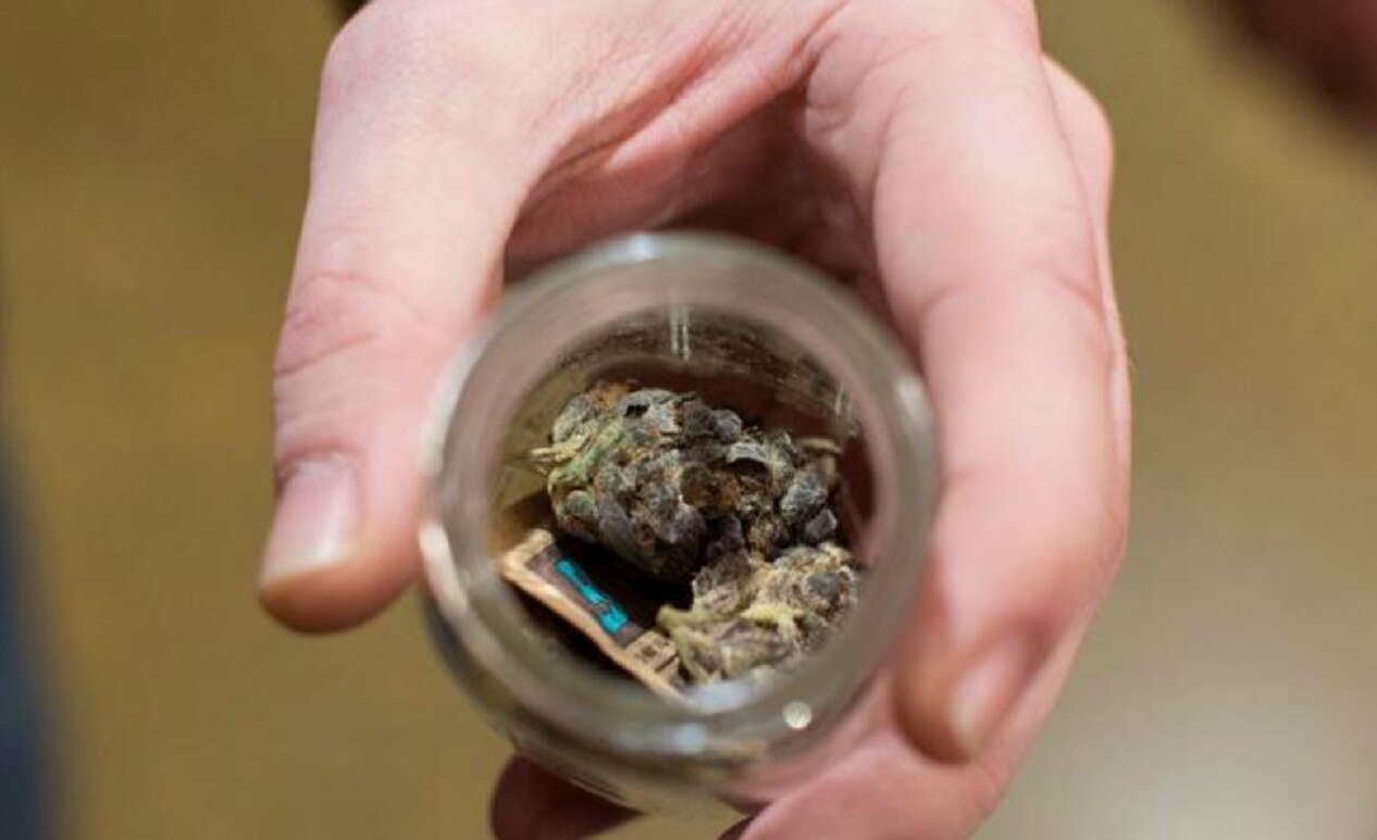 Israel exportará marihuana con fines medicinales