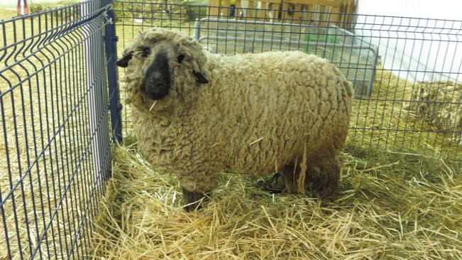 Niños y cachorros, ¡a la granjita!