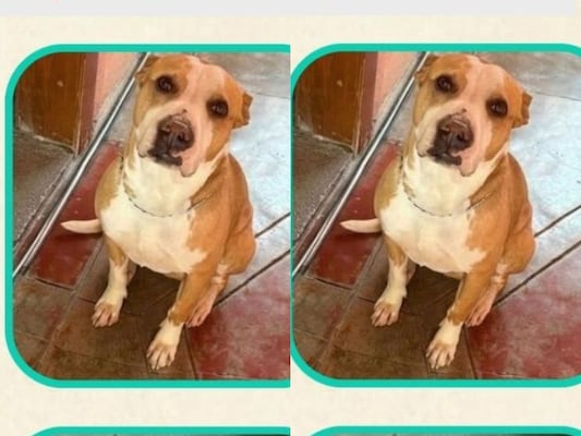 Buscan a “Mickey”, perrito perdido en El Pueblito, Corregidora