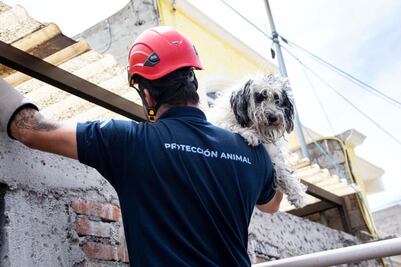 Héroes sin capa. Rescatan a más de dos mil animales en 2023