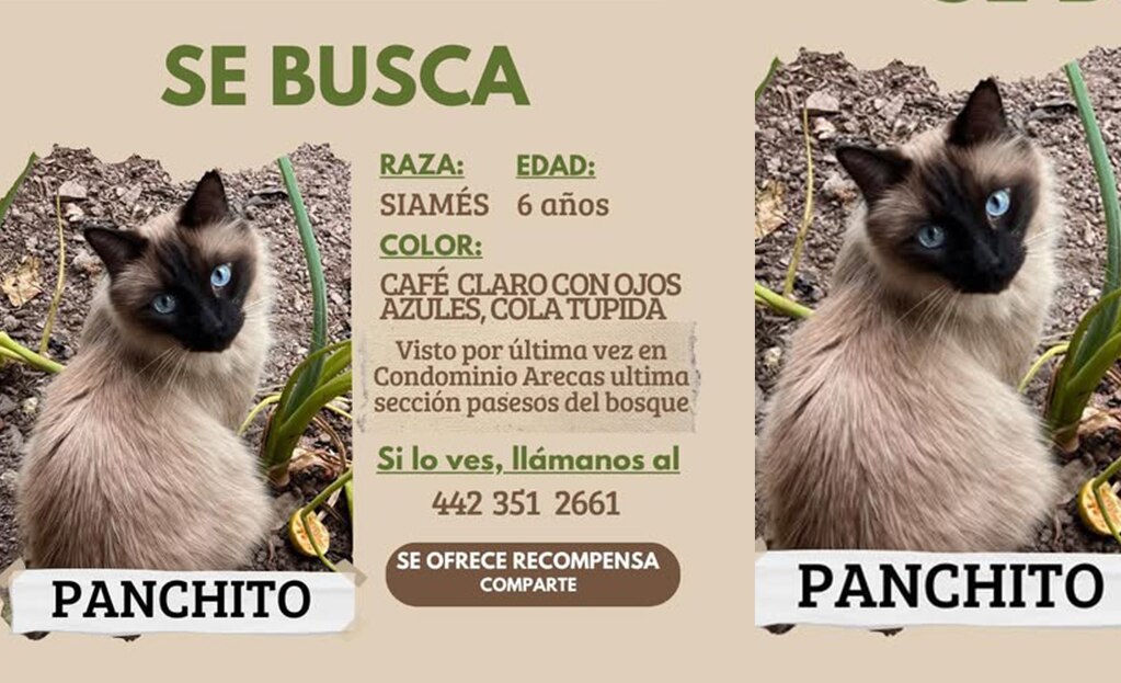 Buscan al gatito Panchito en Querétaro