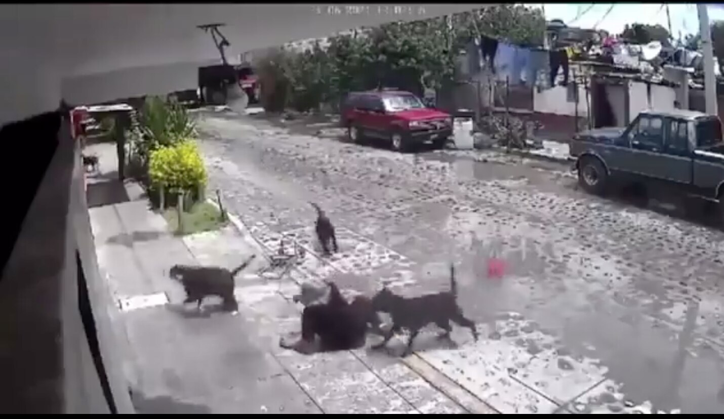 Perros atacan a una mujer adulta mayor en el municipio de Pedro Escobedo