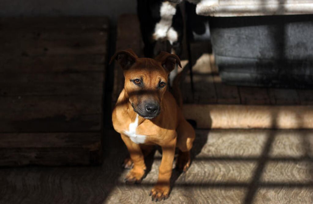 Foto: Archivo. EL UNIVERSAL