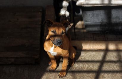 Construyen en SJR unidad de Control Animal