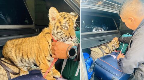 Pareja llevaba un tigrecito en la cajuela; fueron detenidos en Querétaro