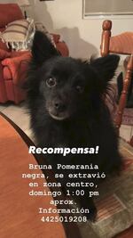 ¡Su familia la busca! Bruna se perdió en el Centro Histórico de Querétaro