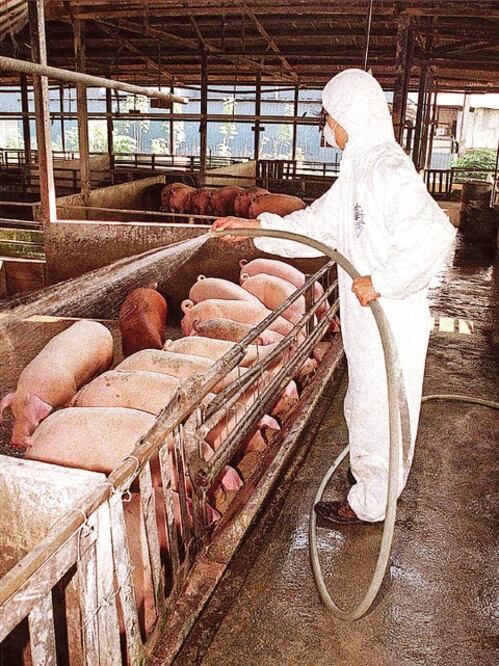 Porcicultores piden apoyo a Sagarpa