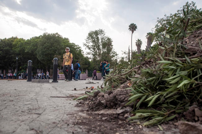Avanza reforestación por trabajos en Constituyentes