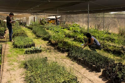 UAQ e IP reforestan con plantas nativas, tras obras
