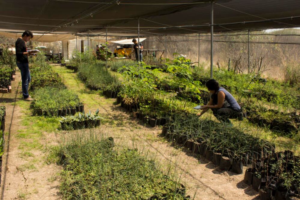 especial El sombreadero de Juriquilla produce alrededor de 30 mil plantas de especies nativas al año; están disponibles a la venta directa. / Foto: Especial