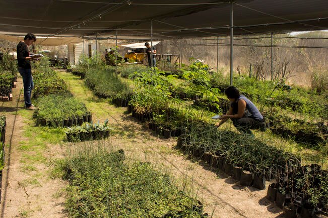 especial El sombreadero de Juriquilla produce alrededor de 30 mil plantas de especies nativas al año; están disponibles a la venta directa. / Foto: Especial