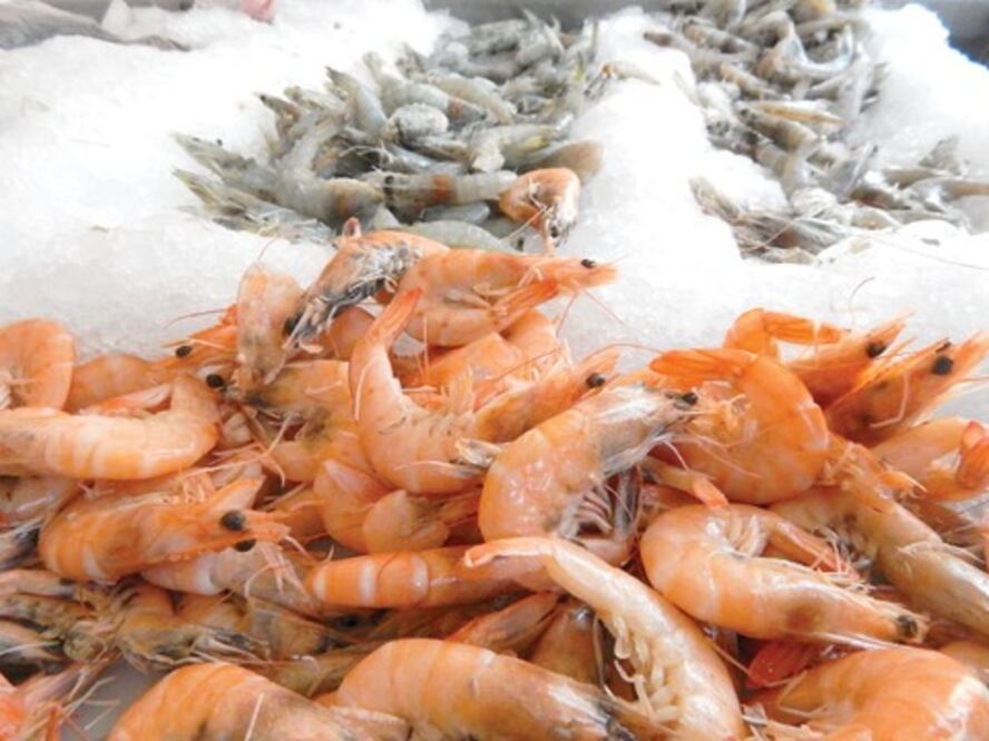 Precio de camarón podría subir 40%
