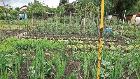 Discapacitados arman huertos