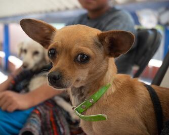 ¡Toma nota! Anuncian calendario de jornadas gratuitas de esterilización en el municipio de Querétaro