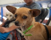 Anuncian jornadas gratuitas de esterilización en el municipio de Querétaro durante julio; conoce fechas y sedes