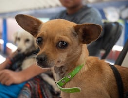 ¡Toma nota! Anuncian calendario de jornadas gratuitas de esterilización en el municipio de Querétaro