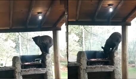 Se lleva la carnita asada. Osa deja sin alimento a una familia en Nuevo León