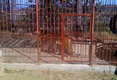 Esconden animales exóticos en viviendas