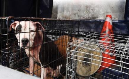 Perro pitbull ataca a mujer y le arranca la pierna en Álvaro Obregón