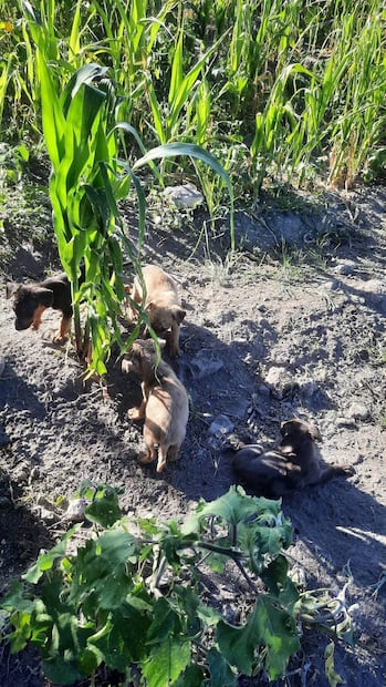 Foto. Facebook Dirección de Cuidado Animal SJR.