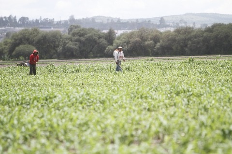 Lluvias ayudan al cultivo de temporal