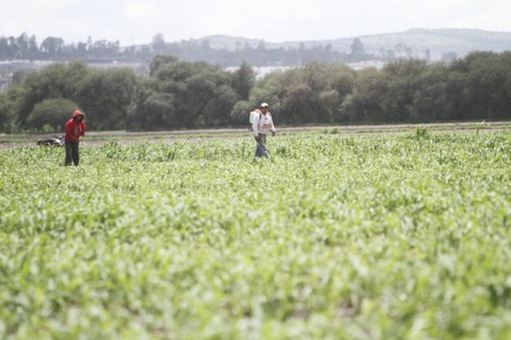 Lluvias ayudan al cultivo de temporal