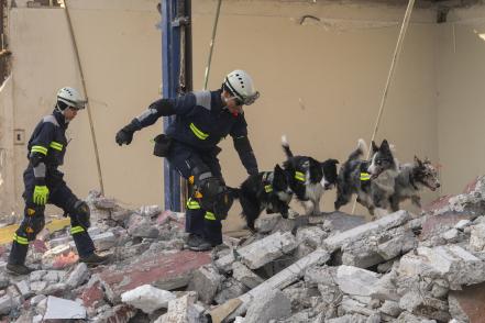 Perros rescatistas: amor, lealtad y compromiso