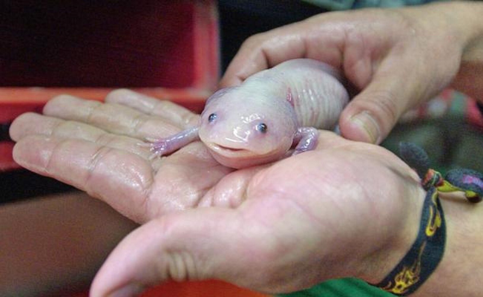 El ajolote podría ayudar a combatir afecciones asociadas al cáncer