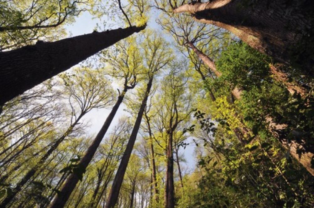 Sierra Gorda cierra el año con regeneración de suelo