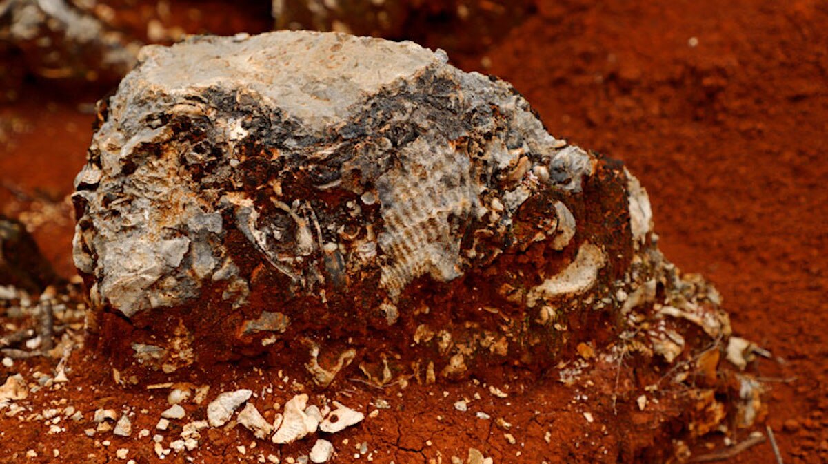 El Madroño, el lugar en la Sierra Gorda de Querétaro donde puedes ver fósiles marinos