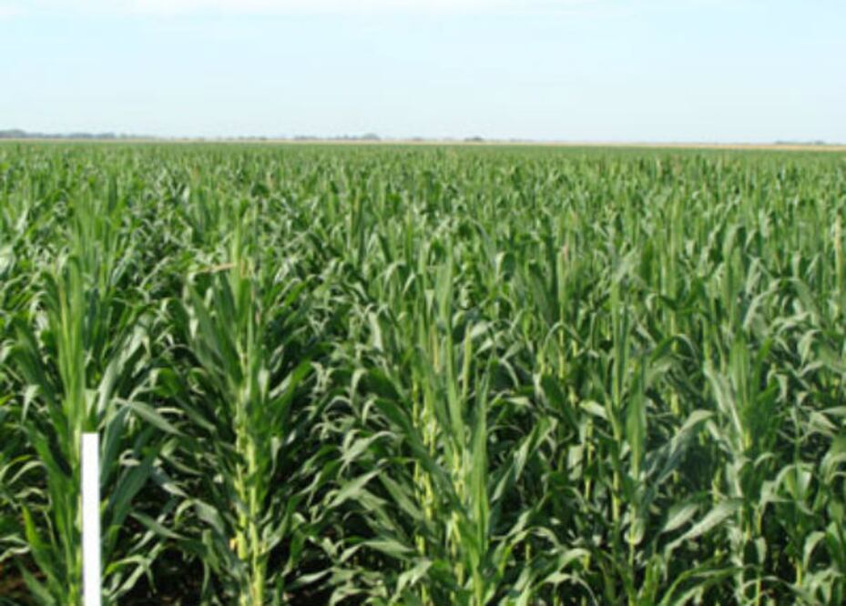 Lluvias favorecen producción de maíz