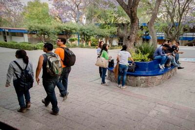 Retiran árboles en campus de la UAQ
