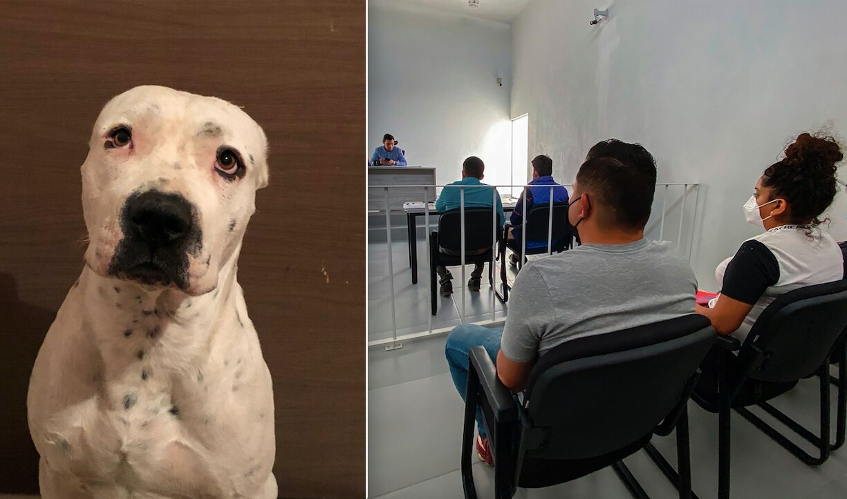 Justicia para Pit. Castigan al agresor y al dueño; el lomito fue arrastrado por las calles de Querétaro