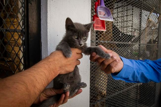 Sexto festival de gatos se desarrollará en agosto