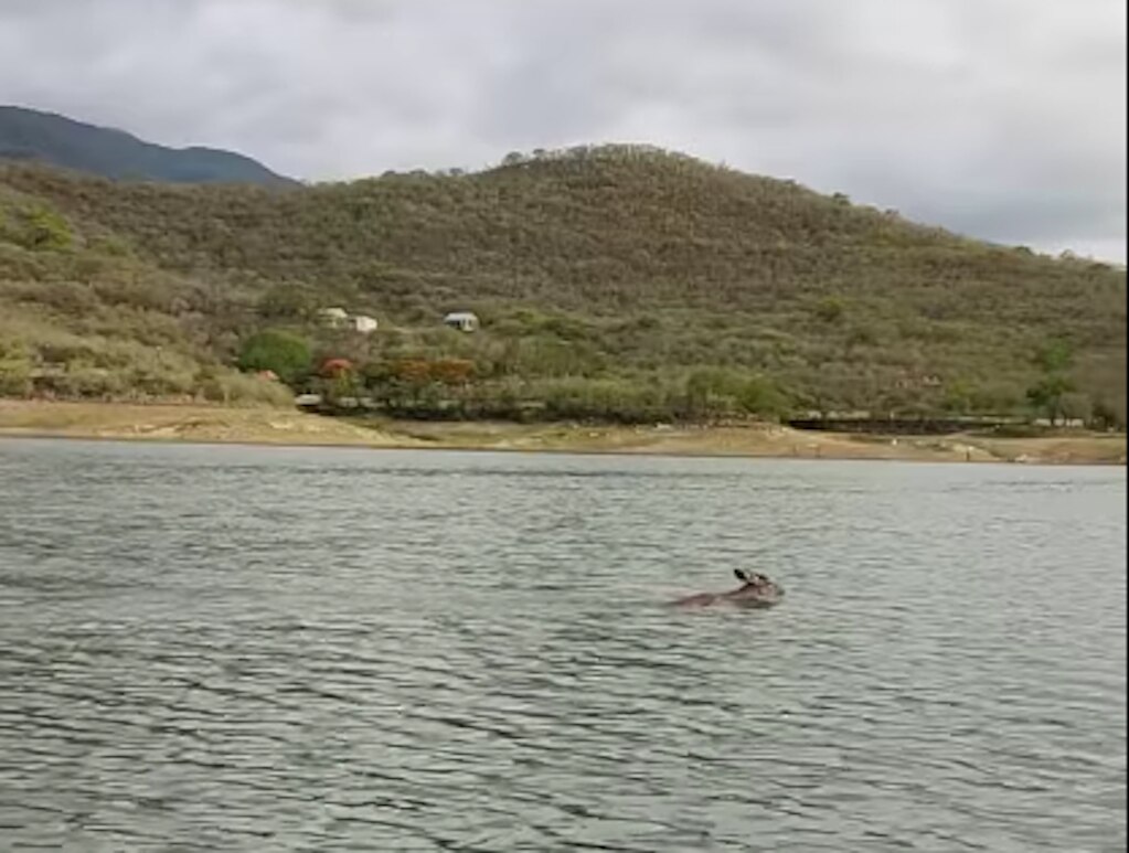 Captan venado nadando en la Sierra Gorda de Querétaro