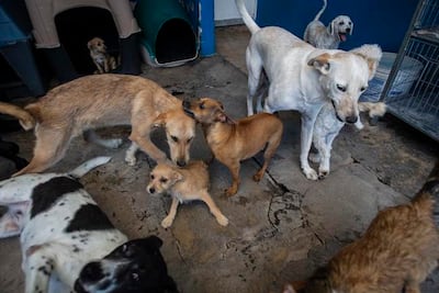 Más de 150 perros han encontrado familia este 2020