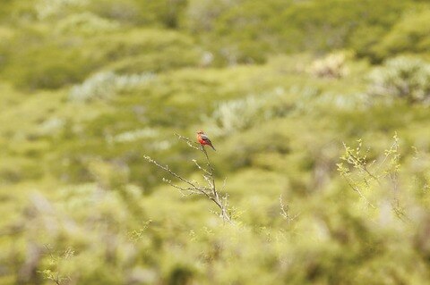 El Tángano, pulmón a cuidar