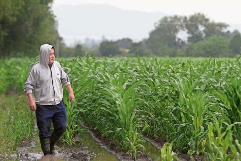 Ven beneficios por lluvias en campo de Jalpan