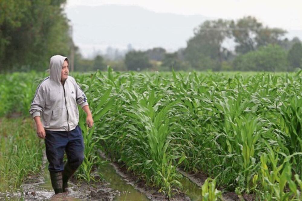 Ven beneficios por lluvias en campo de Jalpan