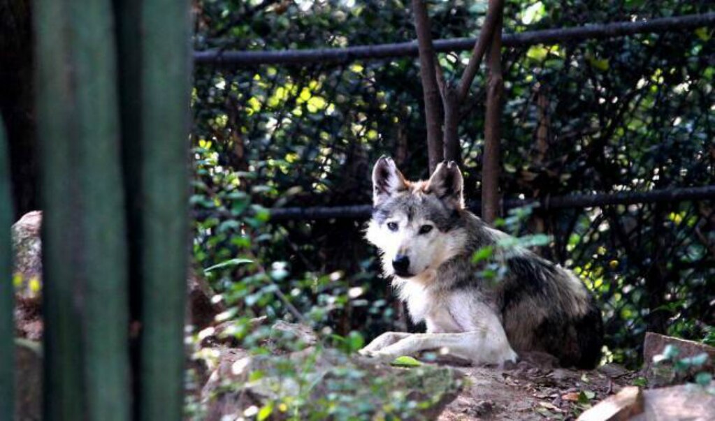 Apoya UAQ liberación de once lobos gris