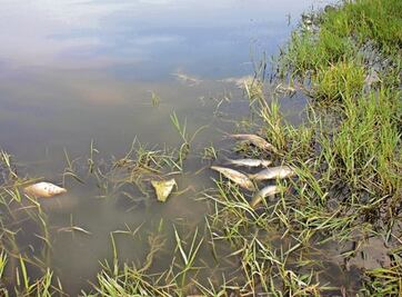 Discrepan   por muerte de peces  