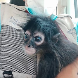 Video. Hallan mono araña en tianguis de Querétaro