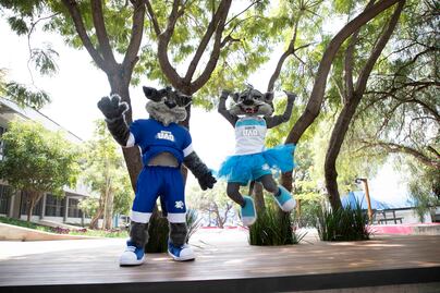 Van gatos salvajes de la UAQ por maullido internacional